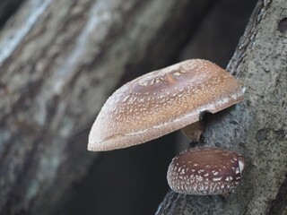 原木栽培のしいたけ