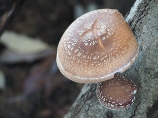原木栽培のしいたけ