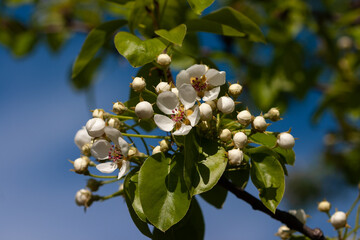 A branch of a pear tree at the beginning of flowering against a blue sky background