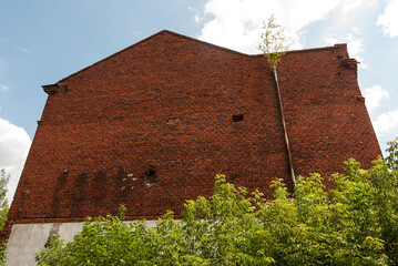 Fasada  dużego , starego budynku przemysłowego ( fabryka) zbudowanego z czerwonej cegły . Przy rynnie na ścianie rośnie drzewo ( brzoza) . - obrazy, fototapety, plakaty