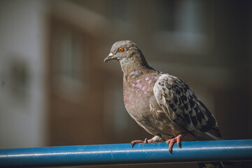 pigeon on a fence