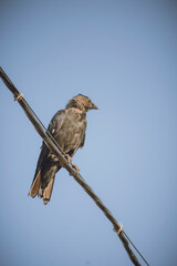 sparrow on a branch