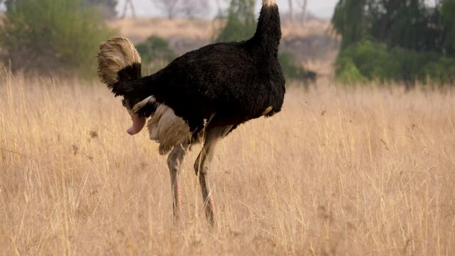 a male ostrich stands in the tall grass with his penis out after urinating. Close up shot