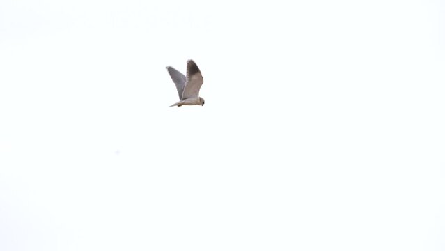 a black winged kite hovering in the air in search of a rodent or other prey