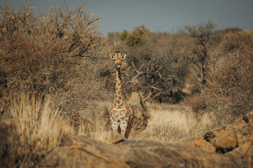 Einzelne junge Giraffe (Giraffa giraffa) steht im trockenen Buschland, Omatozu, Namibia