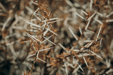 Close Up von einem mit Stacheln bewehrten Zweig eines Kameldorn-Baums, Namibia