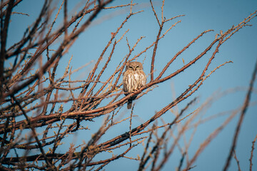 Perl-Sperlingskauz (Glaucidium perlatum) auf einem Baum in der Morgensonne, Khomashochland, Namibia