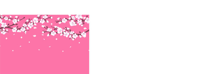 Background with cherry blossom. A branch with cherry blossoms isolated on a white background. Japanese sakura. Vector illustration