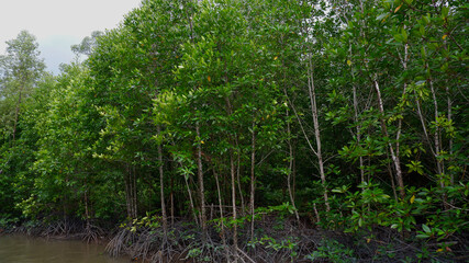 Naklejka na ściany i meble Ecosystem of green and dense mangrove forest and river in Belo Laut Village, Indonesia