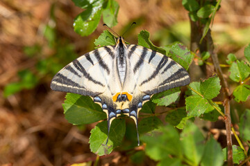 FR, Provence, Grambois, 24.06.2022, Iphiclides podalirius, Segelfalter