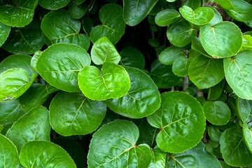 Polyscias scutellaria plant with beautiful green leaves. house plants. Polyscias scutellaria or shield aralia or plum aralia growing in the garden.