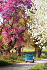 macchina epoca blu in un viale con alberi in fiore - obrazy, fototapety, plakaty