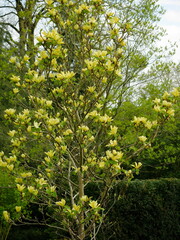Magnolia tree, Magnolia soulangiana, beginning yellow flowers in front of green vegetation. What is striking is the sheer joy of blooming with flowers up to 18 cm in size, which begins in April