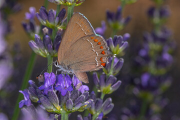 FR, Provence, Grambois, 24.06.2022, Südlicher Eichen-Zipfelfalter, Satyrium esculi