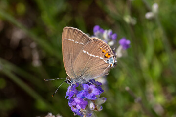FR, Provence, Auribeau, 25.06.2022, , Satyrium spini, Kreuzdorn-Zipfelfalter