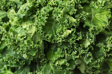 Fresh green kale leaves background. Healthy eating concept. Superfoods. Organic food. Macro with shallow dof. - obrazy, fototapety, plakaty