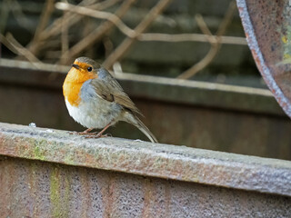Nahaufnahme eines Rotkehlchens (Erithacus rubecula)