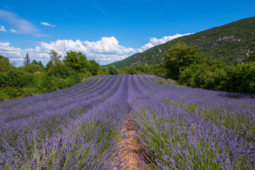 Fototapeta na wymiar FR, Provence, Auribeau, 25.06.2022, Lavendel, Lavendelfeld