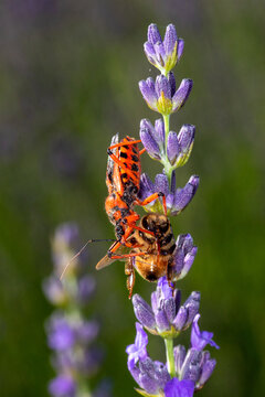 FR, Provence, Grambois, 25.06.2022, Rote Mordwanze, Rhynocoris iracundus
