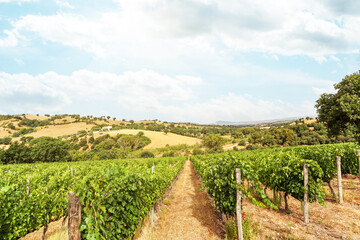 Fototapeta na wymiar Vineyards with grapevine and hilly tuscan landscape near winery along Chianti wine road in the summer sun, Tuscany Italy Europe
