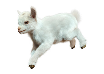 3D Rendering Baby Goat on White