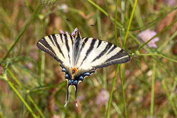 FR, Provence, Lac de Sainte-Croix, 27.06.2022, Iphiclides podalirius, Segelfalter