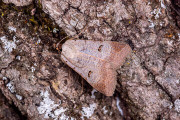 FR, Provence, Grambois, 26.06.2022,Lygephila craccae, Randfleck-Wickeneule