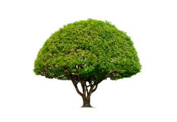 Decorative canopy Topiary tree on transparent background, png file