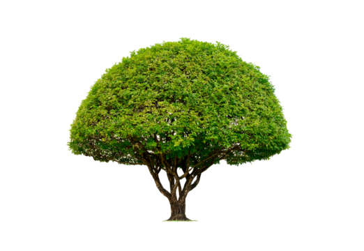 Decorative canopy Topiary tree on transparent background, png file