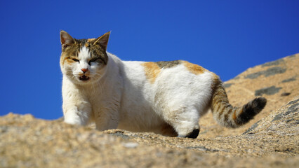 the charm of wild tricolor cats © 정의 박