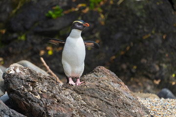 Fiordland penguin (Eudyptes pachyrhynchus) © Johannes Jensås
