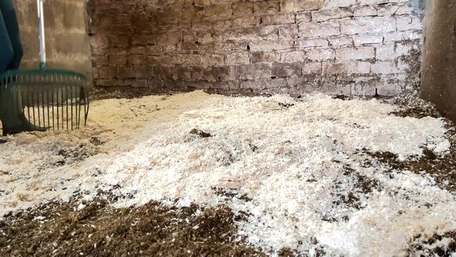 Girl spreading horse bedding shavings in the stables box using a pitchfork