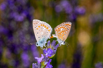 FR, Provence, Grambois, 29.06.2022, Polyommatus icarus, Hauhechel-Bläuling, Paarung