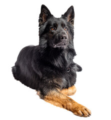 PNG. Black German Shepherd