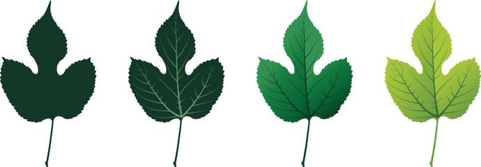 Vector set of decorative floral green leaf