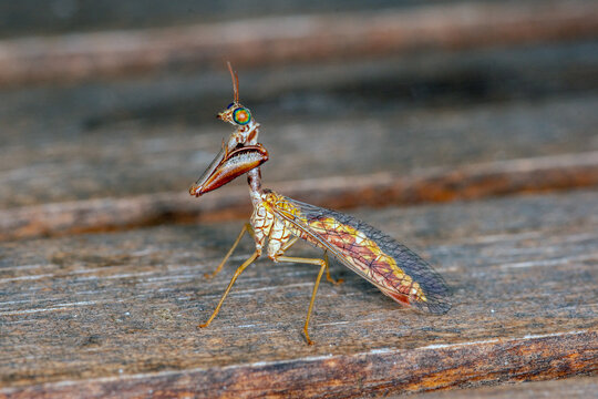 FR, Provence, Grambois, 30.06.2022, Steirische Fanghaft, Mantispa styriaca