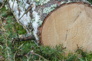 Freshly cut down Paine tree, winter season, textured backgrounds, materials