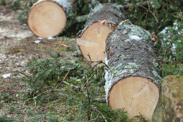 Freshly cut down Paine tree, winter season, textured backgrounds, materials