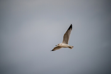 seagull in flight