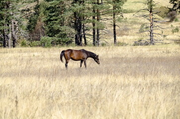 Mountain landscape and beautiful horses on an autumn meadow, Plana mountain, Bulgaria 