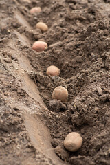 Fototapeta na wymiar Close-up shot of potatoes laying in holes ready for burying. Planting potatoes concept