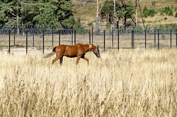 Mountain landscape and beautiful horses on an autumn meadow, Plana mountain, Bulgaria 