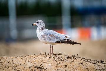 seagull on the beach
