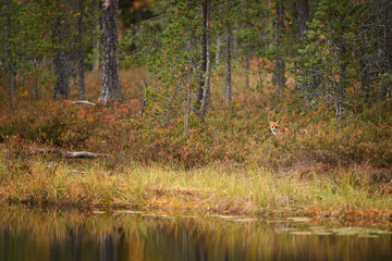 Red fox sit in the autumn blueberries forest near the lake