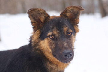 brown shepherd dog closeup photo on snowy white background