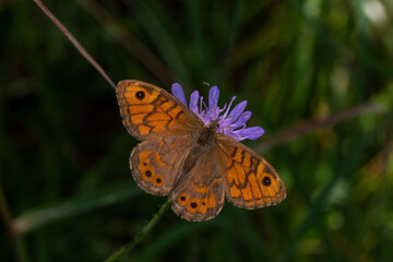 Obraz premium DE, NRW, Lampertstal, Eifel, 24.07.2022, Lasiommata megera, Mauerfuchs