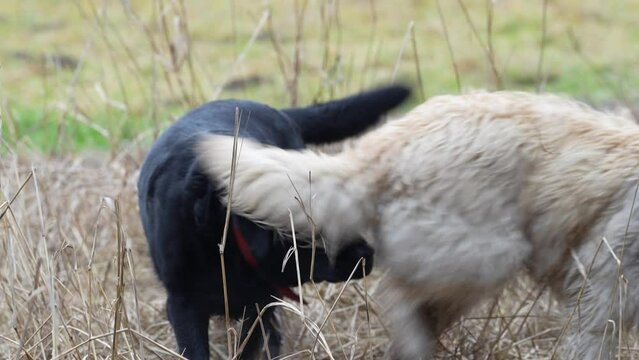 labrador dog while playing with a myoritic shepherd. selective focus, 4k video.