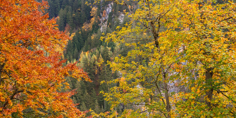 Autumn Mixed Forest, Bavarian Alps, Hohenschwangau, Füssen, Ostallgäu, Bavaria, Germany, Europe