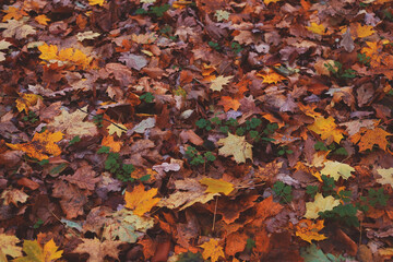 Background of yellow leaves in the forest