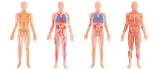 3d illustration of internal organs and bones, natural color. Four different anatomical images.